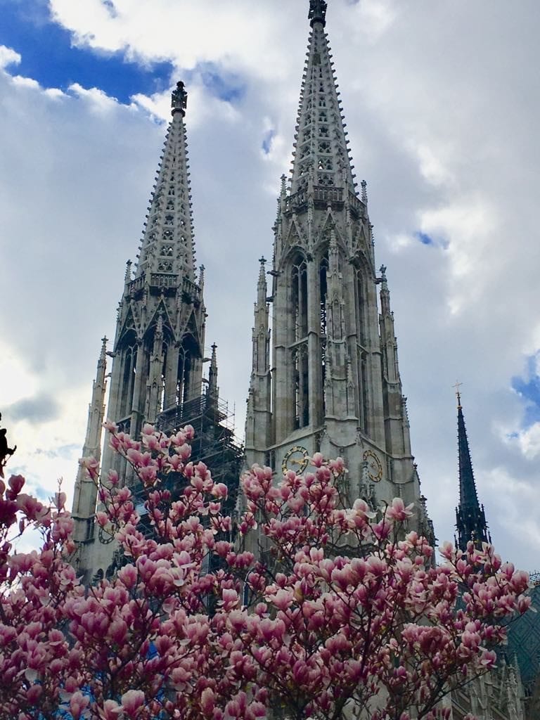 best time to visit Vienna - spring magnolia blossoms next to Votivkirche, Austria