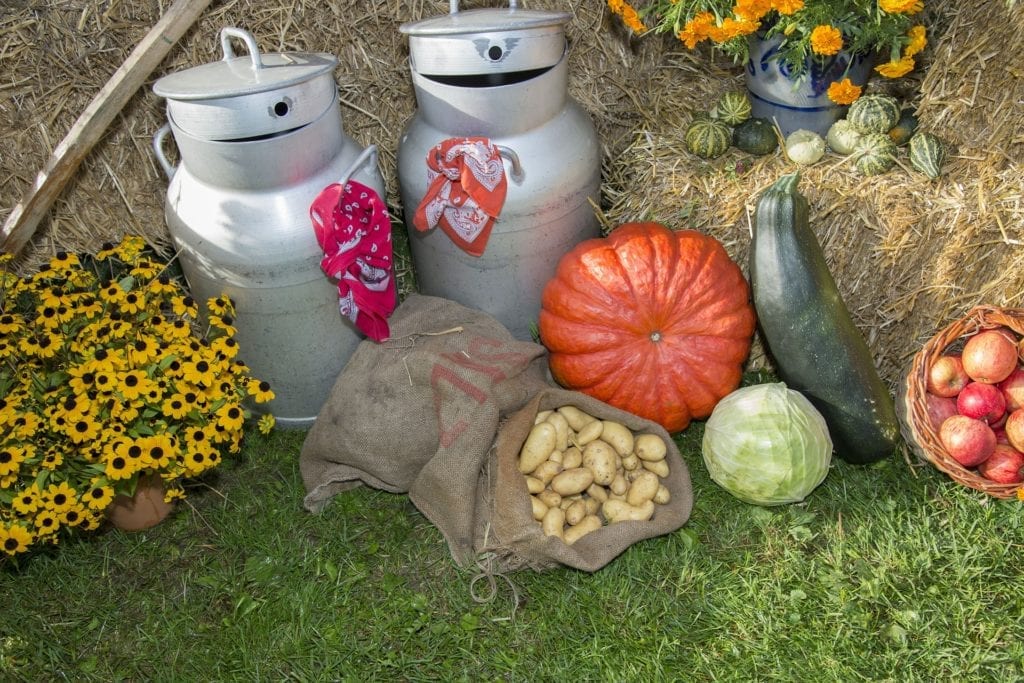 Thanksgiving setup with pumpkins and autumn produce - autumn in Vienna