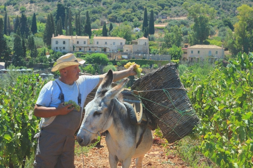 grape harvesting with donkey at Kinsterna Hotel in Monemvasia, Greece 