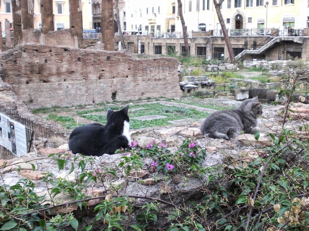 Largo di Torre Argentina - activities in Rome with kids