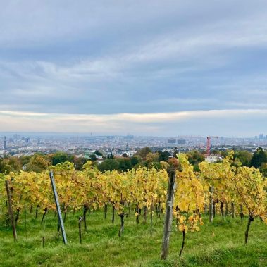 autumn in Vienna - Grinzing wineyards